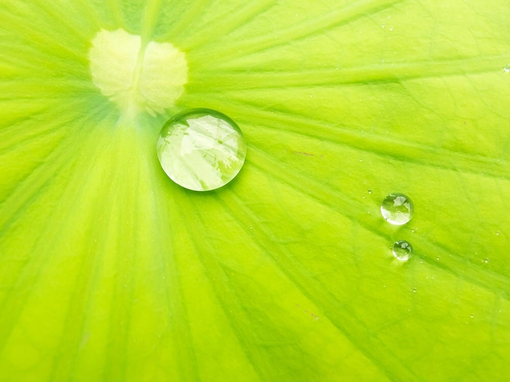 Lotus Effect Surface - Lotus Leaf