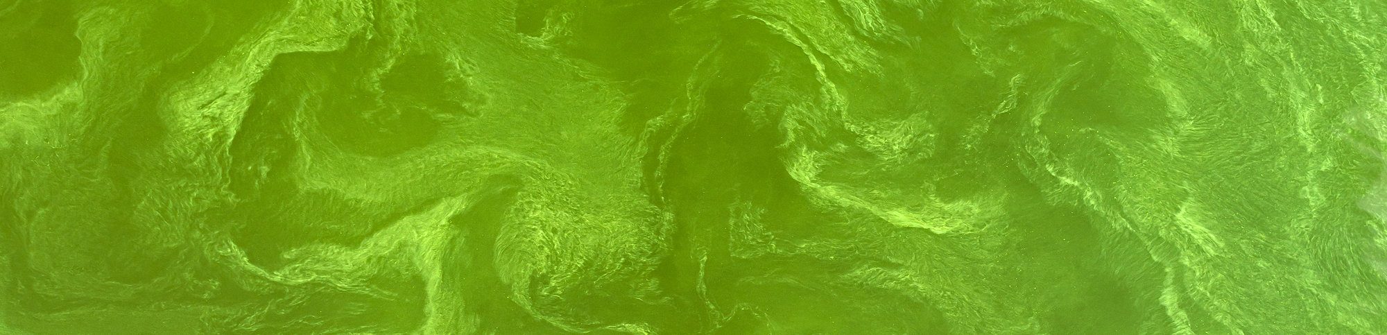 Green Cyanobacteria Bloom in Water