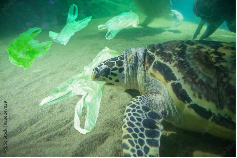 Sea Turtle Photoshopped to Show Plastic Bags