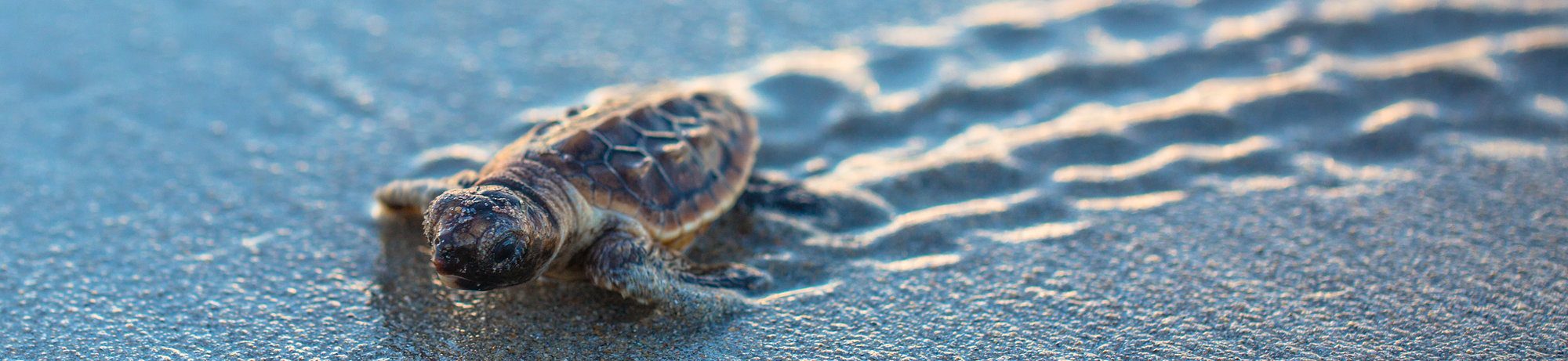 Baby Sea Turtle and Tracks on Sandy Beach