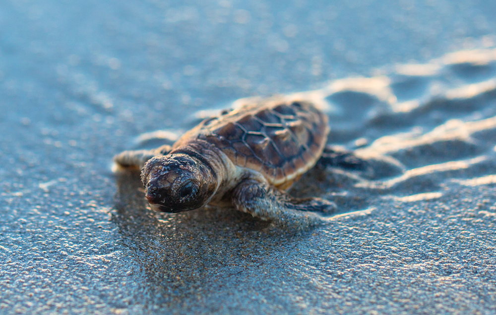 Sea Turtle Straw Fake Story | Get Facts - Phantom Plastics